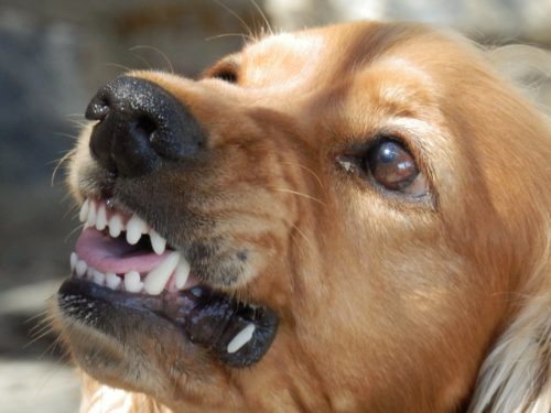 被狗攻击可以起诉吗？